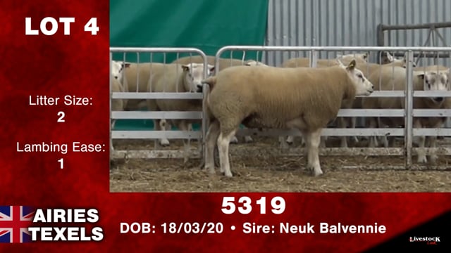 Lot #4 - 5319