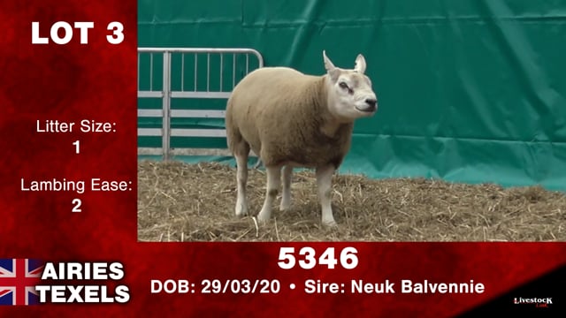Lot #3 - 5346
