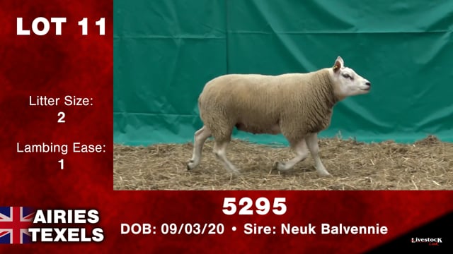 Lot #11 - 5295