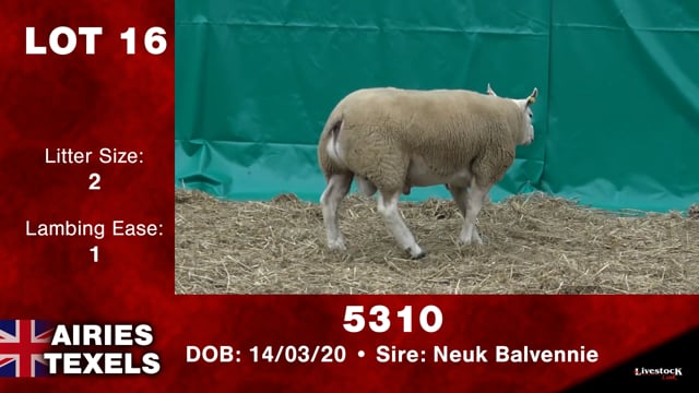 Lot #16 - 5310