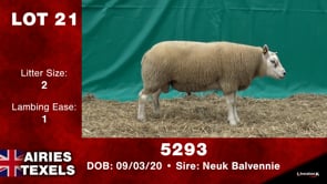 Lot #21 - 5293