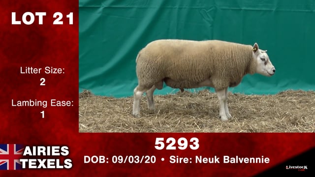 Lot #21 - 5293