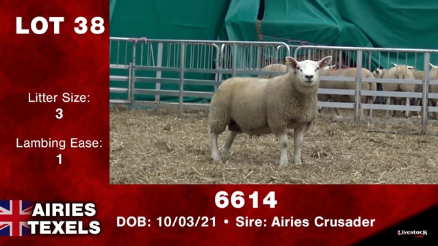 Lot #38 - 6614