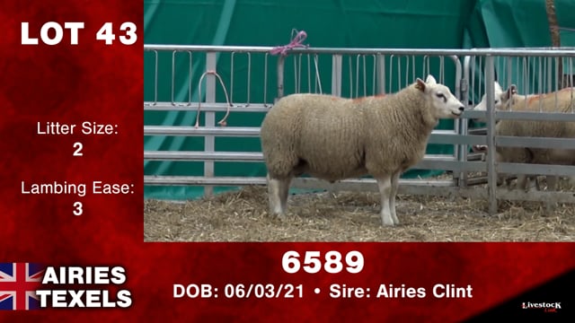 Lot #43 - 6589