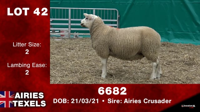 Lot #42 - OUT -- 6682 -- 