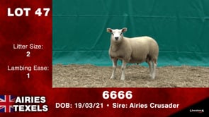 Lot #47 - 6666