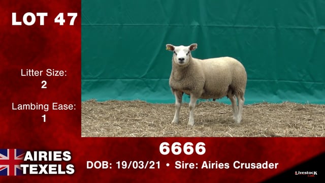 Lot #47 - 6666