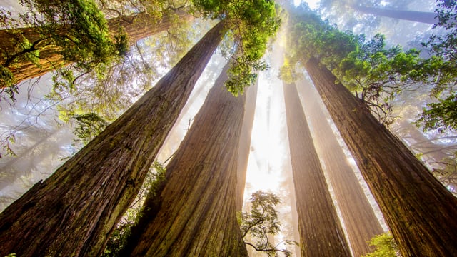 Redwood National and State Parks - Episode -1 - The Tallest Trees On Earth