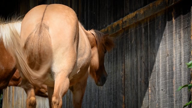 horse hd videos 1080p
