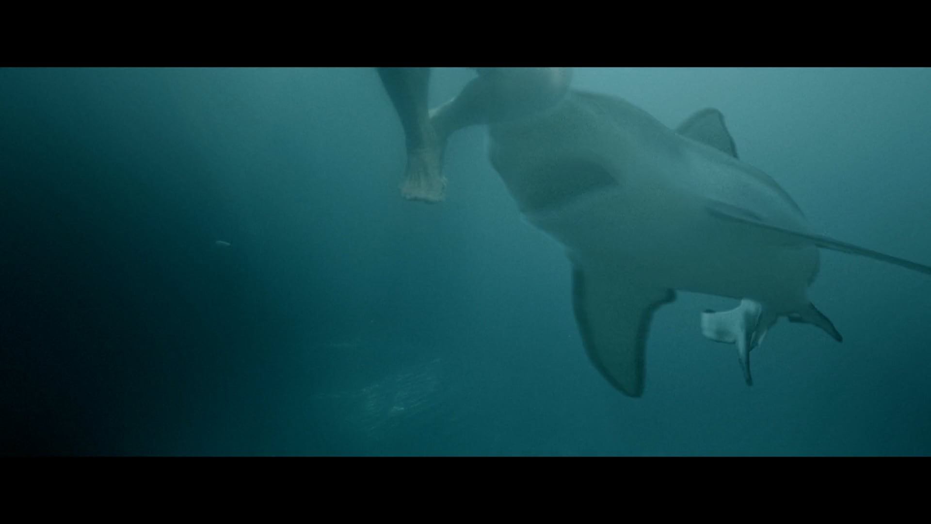 tubi - 'Swim' - Official Trailer