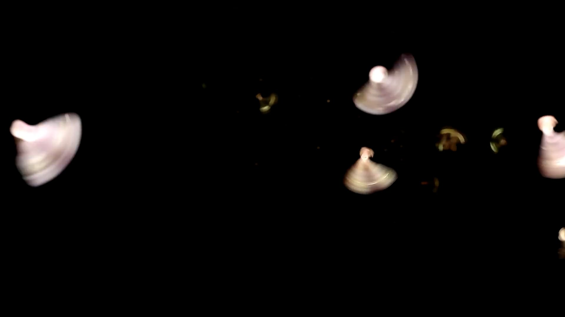 THE FALLEN - 60 FRAMES PER SECOND
