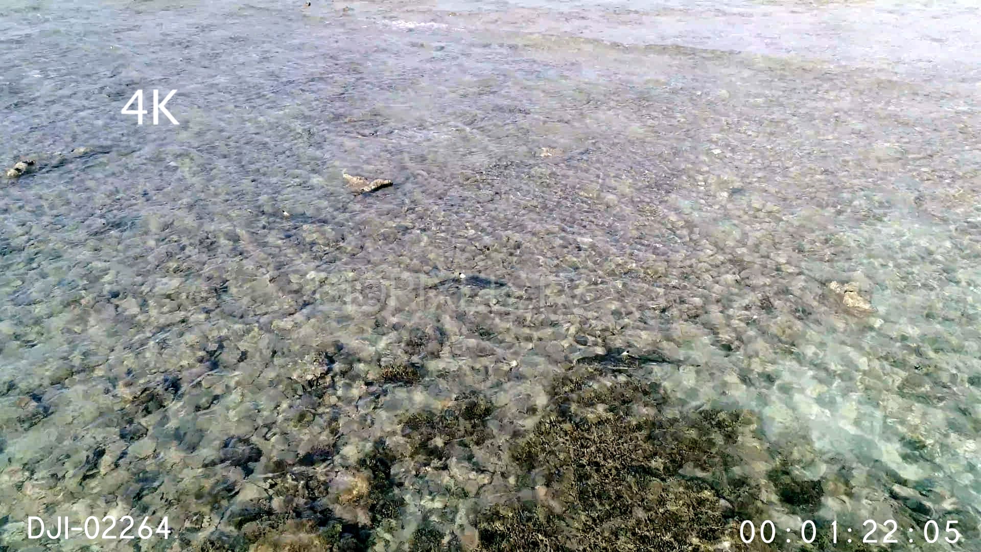 sharks-and-rays-aerial-blacktip-reef-shark-in-shallow-water-on-reef