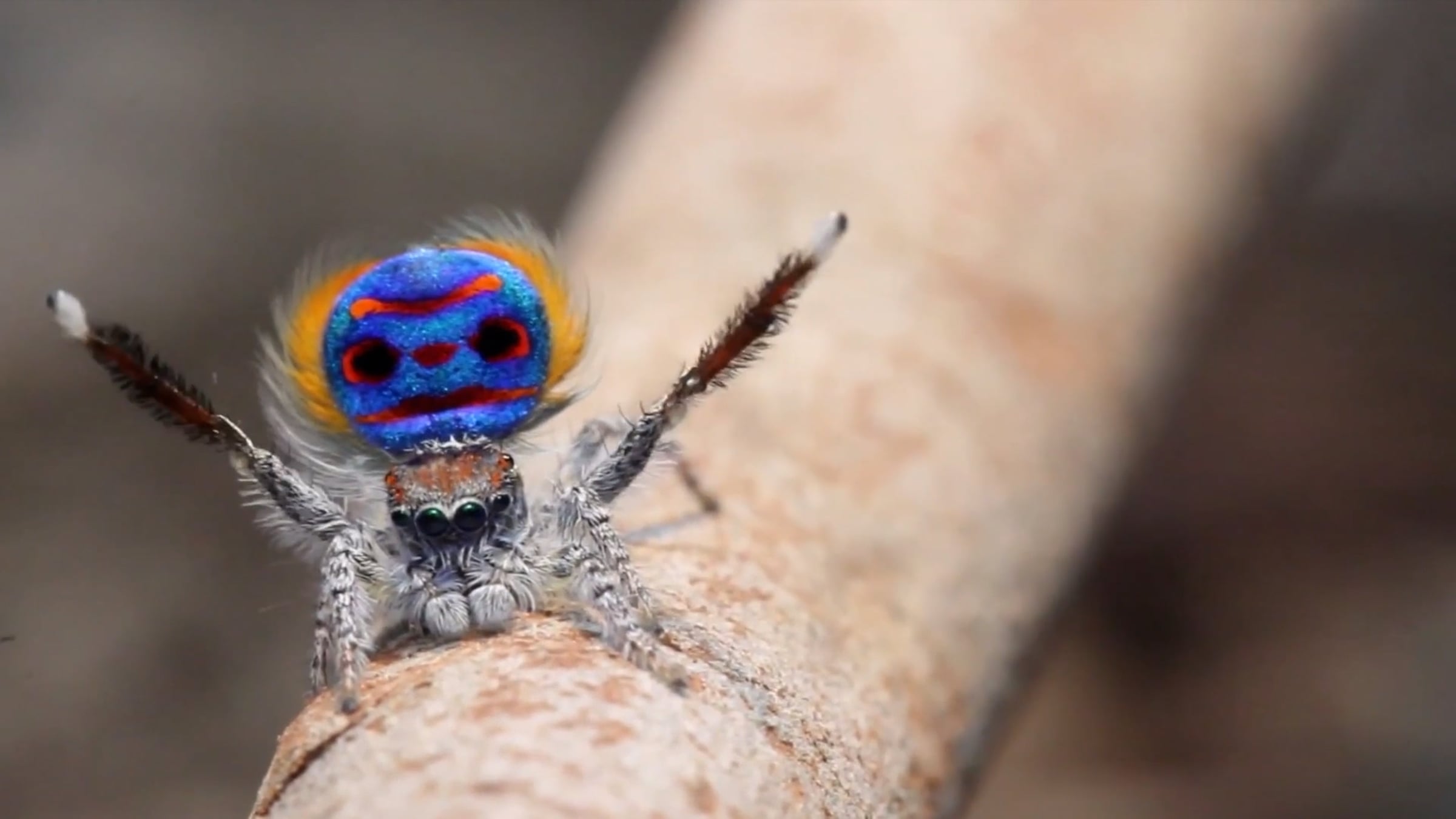 The Stunning Dance of the Peacock Spider | Videos & Movies on Vimeo