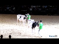 Campeonato de vacas