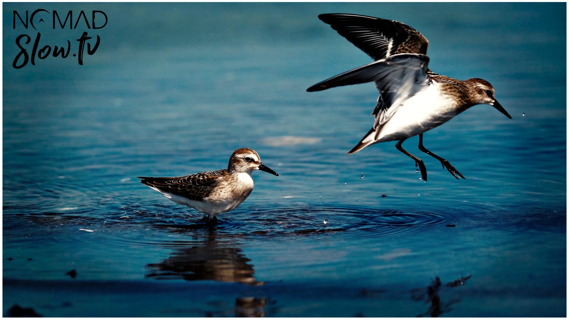 The Real Pipers - Sand Pipers of Quebec