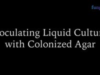 Inoculating liquid culture with colonized agar