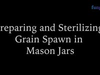 Preparing & sterilizing grain spawn in mason jars