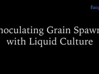 Inoculating grain spawn with liquid culture