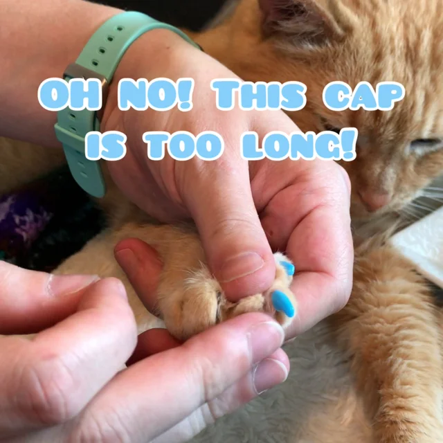 Cat Nail Caps: Why Use Them and How to Apply Them