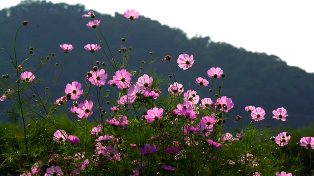 Flower Fields Videos: Download 486+ Free 4K & HD Stock Footage Clips ...