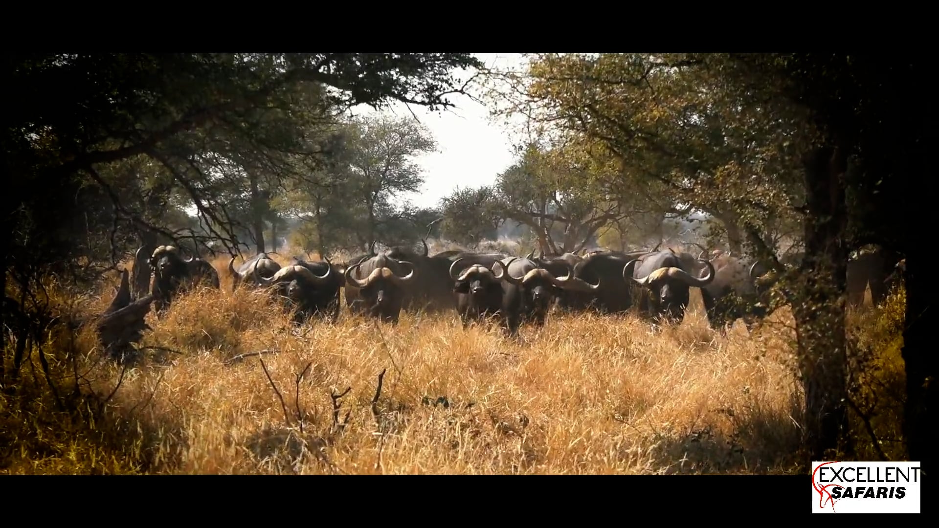 Excellent Safaris | 2021 l Best Moments