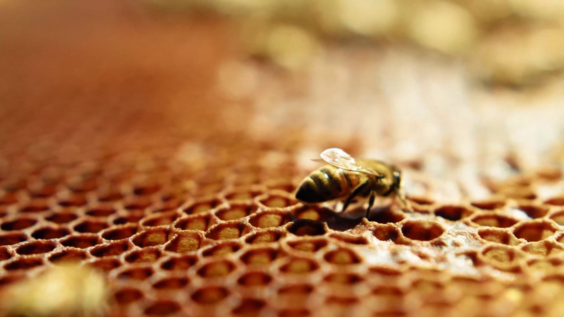 Pachamama: Beehive Unveiling