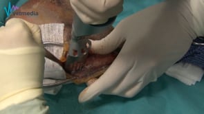 TPLO: Tibial Plateau Leveling Osteotomy – Osteotomía de nivelación de la meseta tibial
