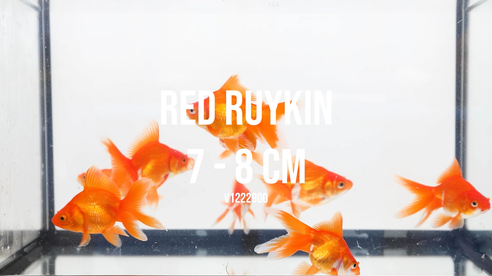 RED RUYKIN 7-8CM on Vimeo