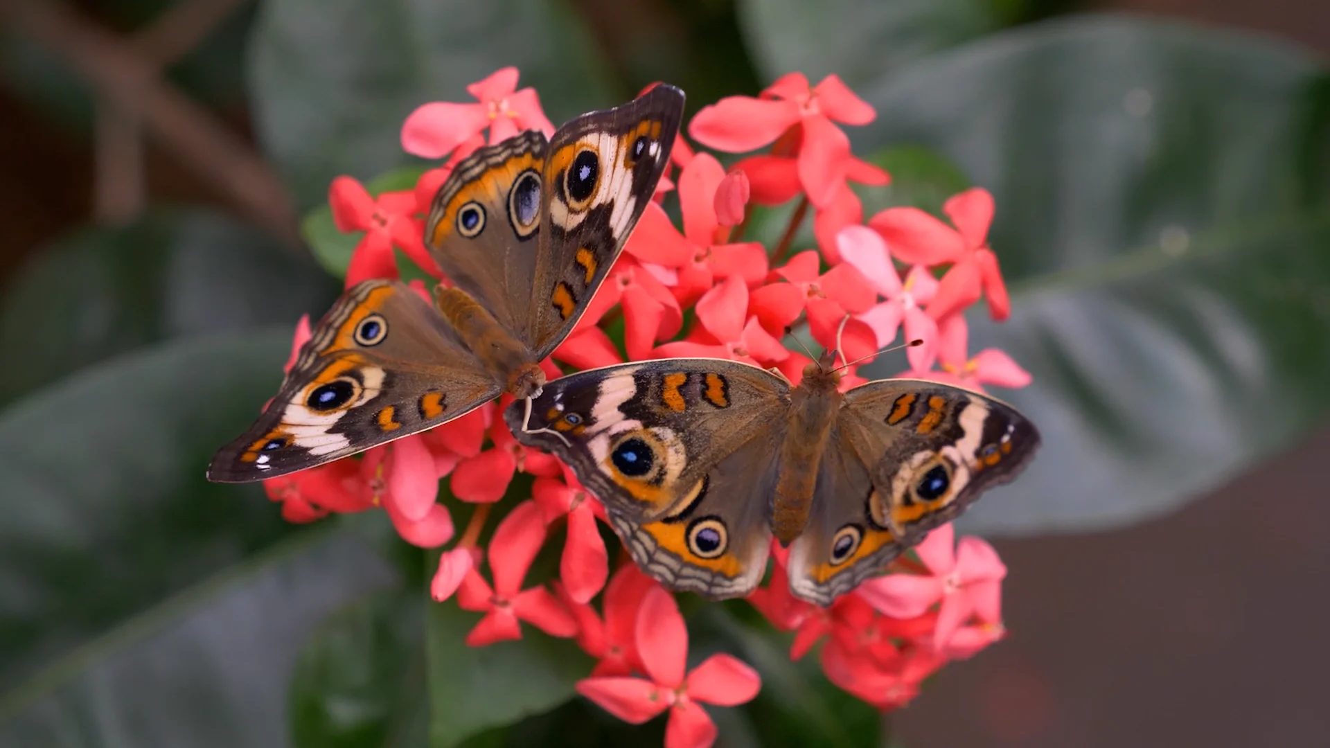 Butterfly Garden - Bronx Zoo