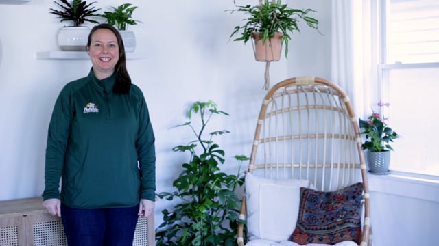 Decorating Your Home with Indoor Plants
