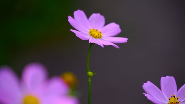 Hoa luôn là điểm nhấn cho một bức ảnh hoàn hảo. Hãy cùng chúng tôi chiêm ngưỡng những bông hoa tuyệt đẹp, tươi sáng và đầy năng lượng tại trang web của chúng tôi để trải nghiệm sự đẹp đẽ của thiên nhiên.