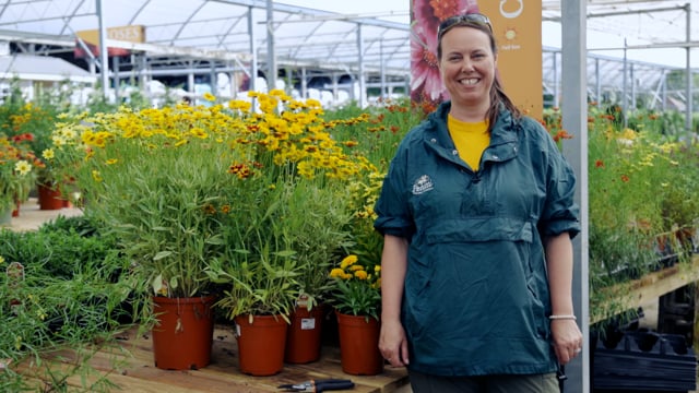 Coreopsis | Grow Tickseed for Deer Resistance, Cut Flowers & Pollinators