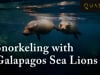 Galapagos Snorkeling with Sea Lion & Green Sea Turtle Playing