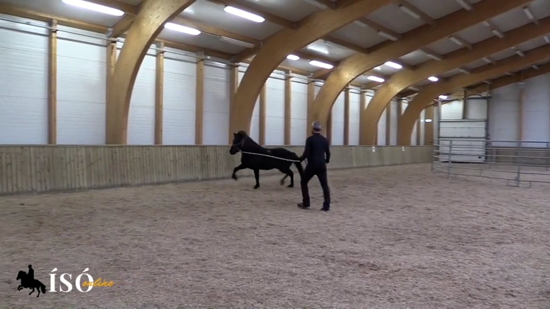 Playing with Rope Halter and Lead Rope with a Trained horse