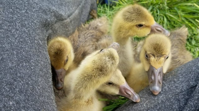 Geese, Gosling, Farm. Free Stock Video - Pixabay