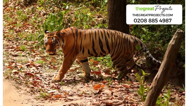 Wildlife Conservation In India