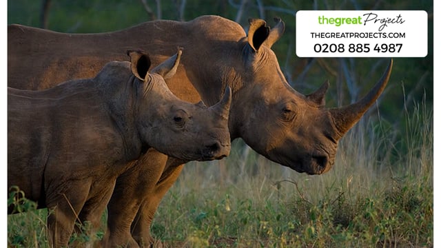 Rhino Conservation Projects Abroad | The Great Projects