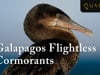 Galapagos Flightless Cormorants: Cormorant Bird Video from Quasar
