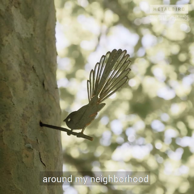 Belted Kingfisher video thumbnail
