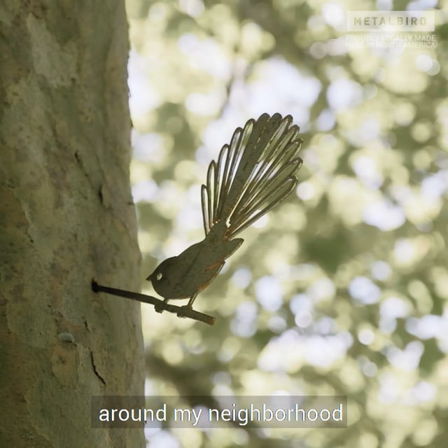 Chickadee & Chicks video thumbnail