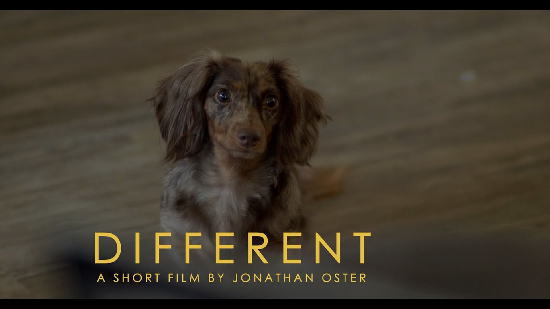Different - A Dachshund Story