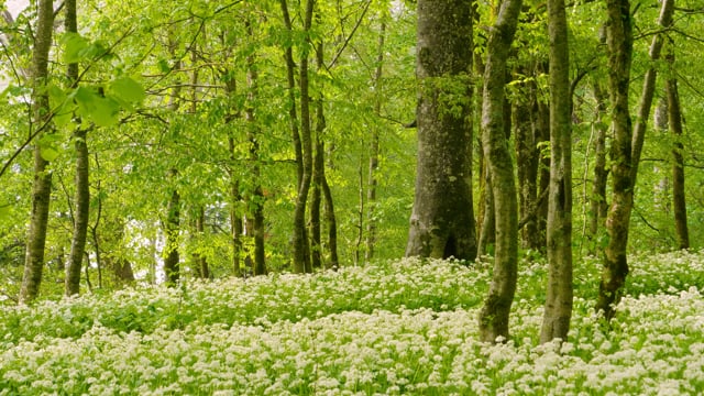 Blooming Summer Forest. North Caucasus.