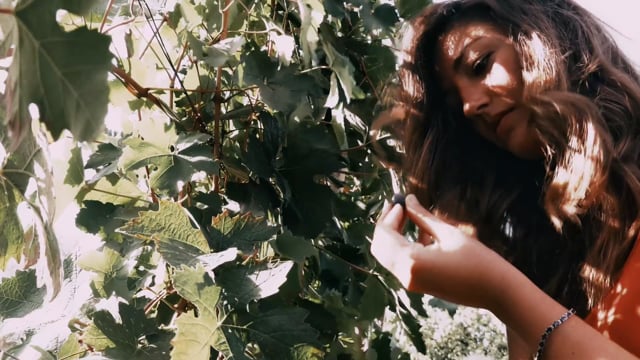 Il vino è un mondo vivo