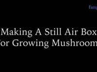 Making a still air box for mushroom cultivation