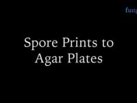 Germinating spores on agar plates