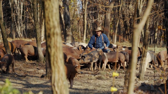 Learn How to Raise Pigs with Joel Salatin