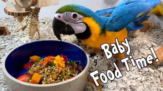 Baby parrot cheap food