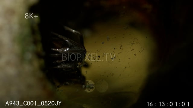 Bob Marley Spider inside coral hole during tide change 8K+ 2.mov