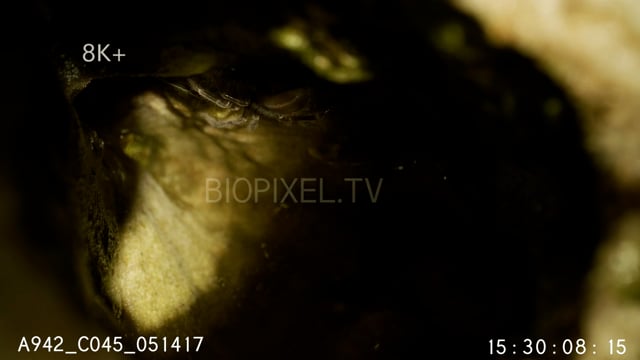Bob Marley Spider inside coral hole during tide change 8K+ 1.mov