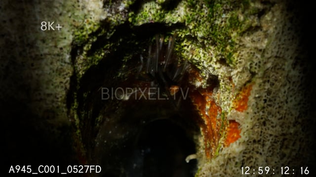 Bob Marley Spider inside coral hole during tide change 8K+ 3.mov